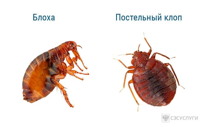 Дизинфекция dizinfeksiya