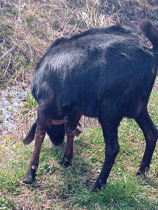 Vând sau schimb cu ieduță țap anglonubian de 2ani
