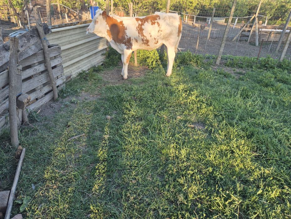 Vitea de vanzare