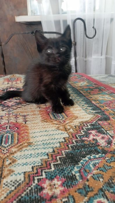 Отдам в хорошие руки котенка