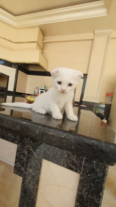 Skotish fold bolasi 1.5 oylik