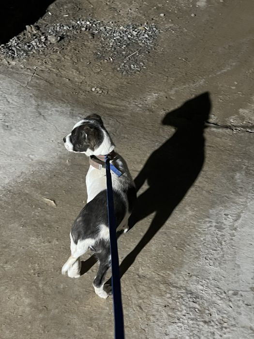 Питбуль прадоёться