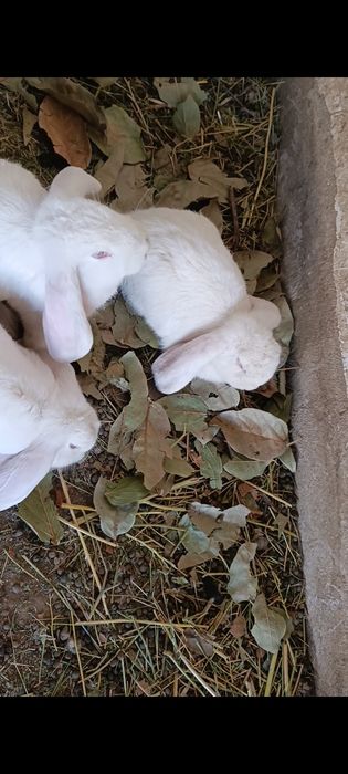 Здравствуйте  Французский баран кролик привозной из россия Албинос бел