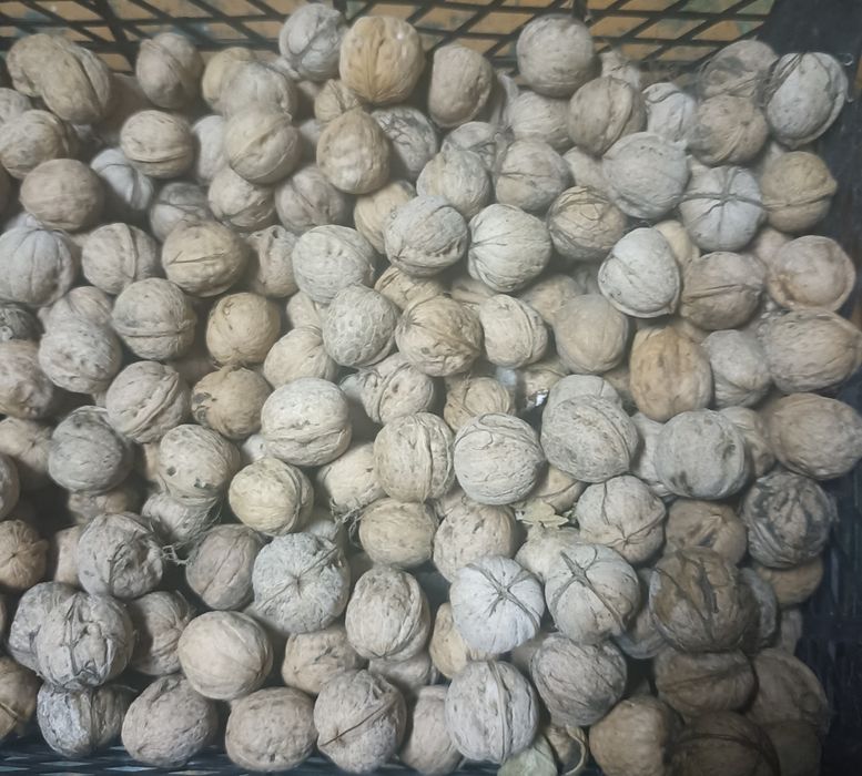 Орехи грецкие, продам