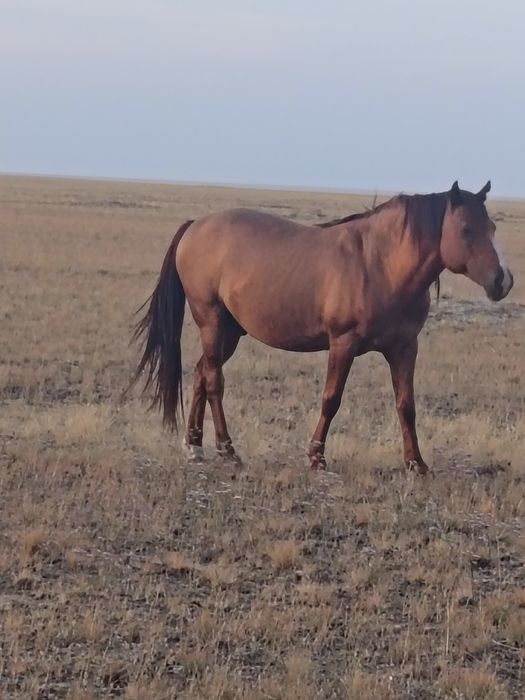 Айғыр сатылады жағдайы жақсы