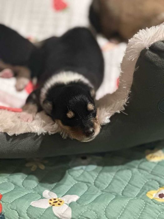 КОЛЛИ, щенки, питомник Glaurett ( KFU-FCI )