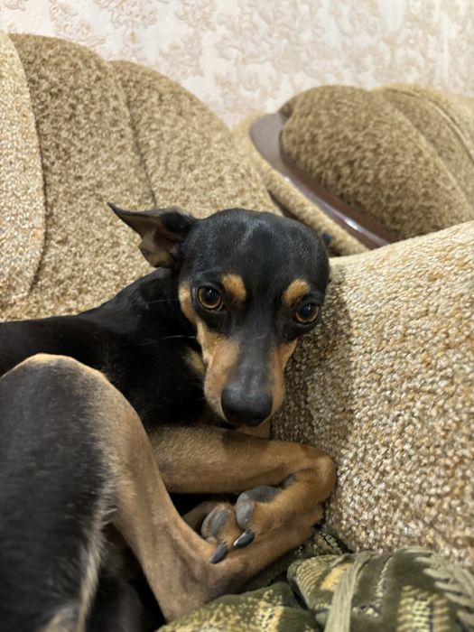 Той терьер на вязку