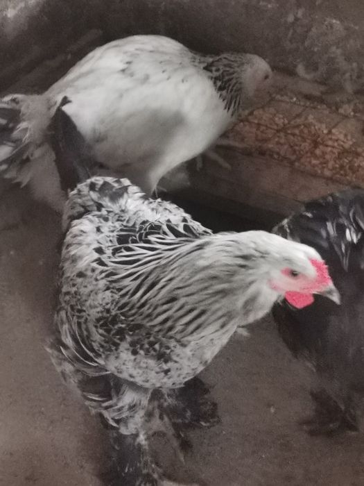 Vând Cocoși Brahma