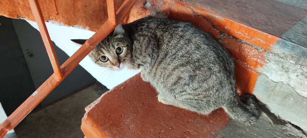 Ищем добрые руки