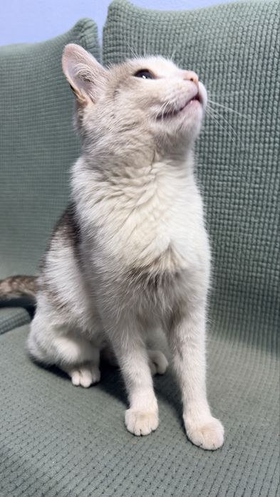 Стерилизованная кошечка
