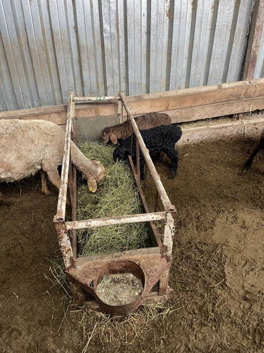 Козылы койлар бараны