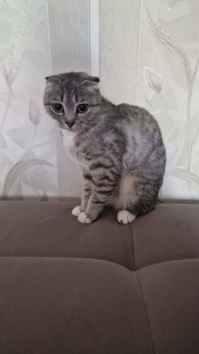 Кошечка ищет заботливых хозяев