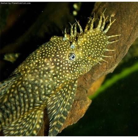 Продам рыбок 4 штуки