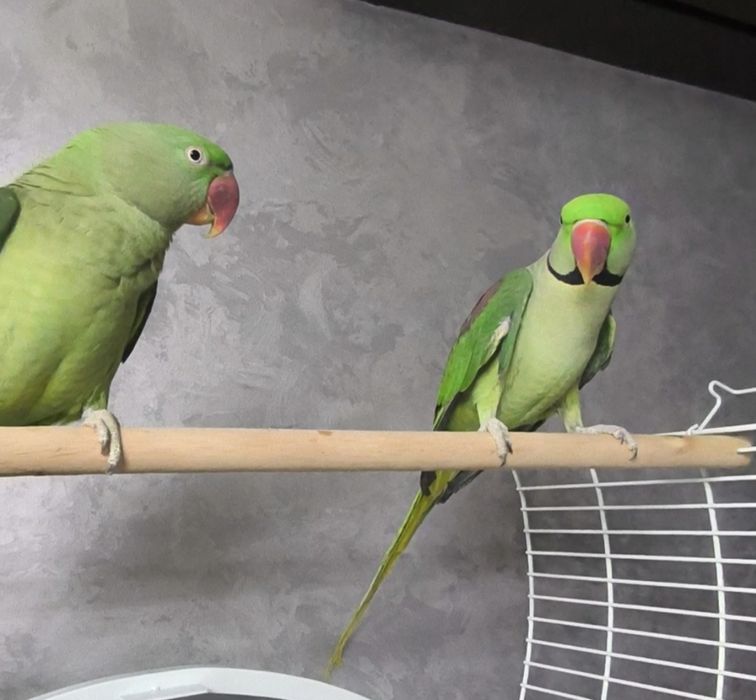 Пара ручных Александрийских попугаев