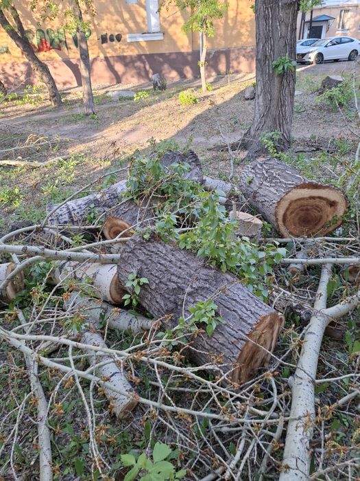 Отдам дрова даром