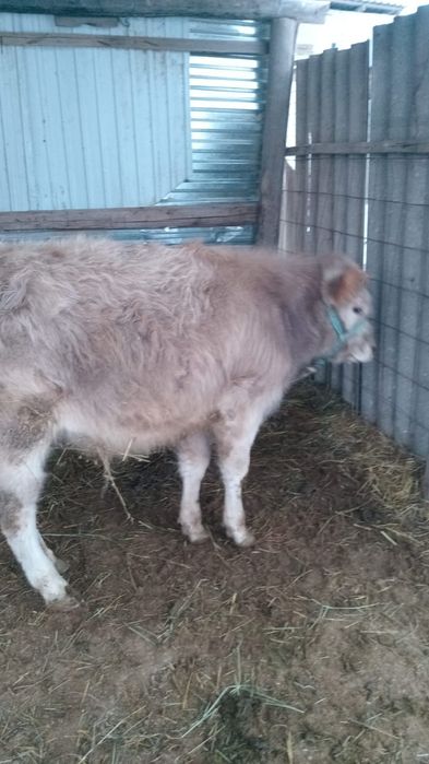 Бык,7 месяц, хороший жирный