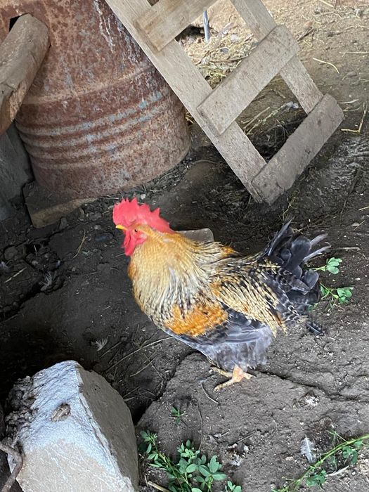 Vând găinușe pitice!