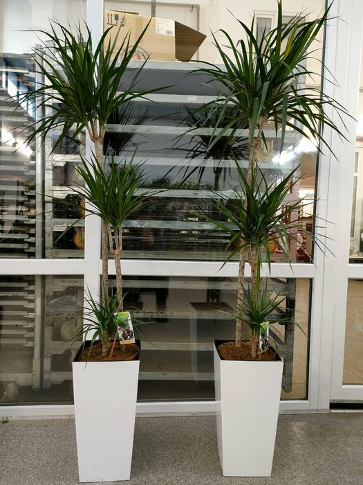 Цветы для офиса и квартир