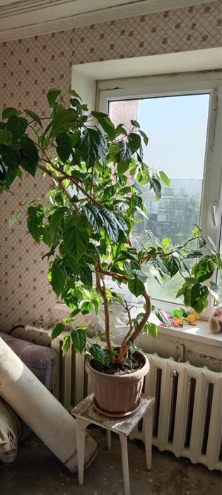 Продам розу китайский гибискус