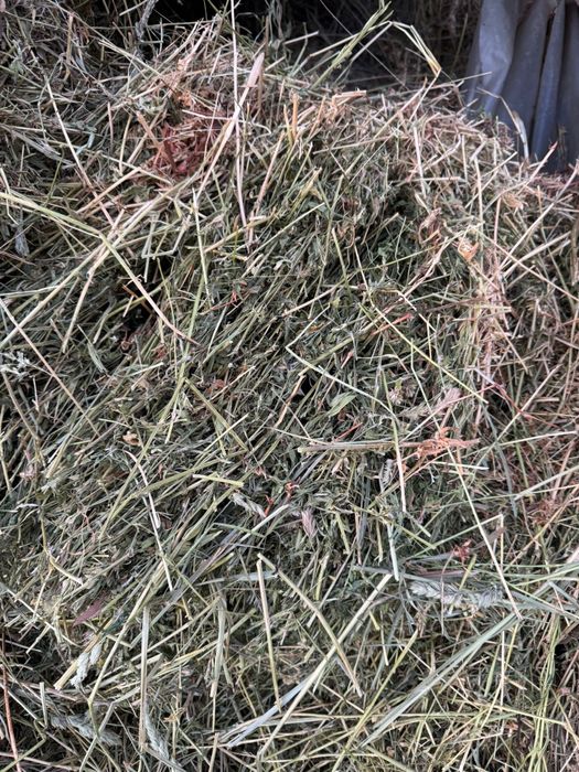 Vând 100 de baloti de lucerna