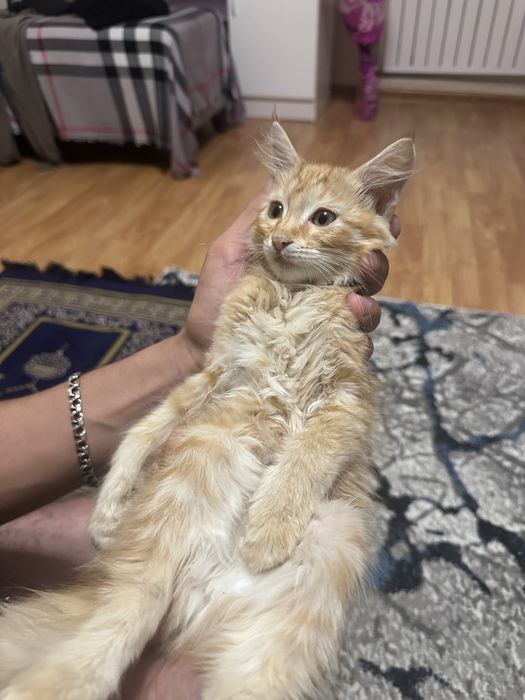 Рыжая кошечка !
