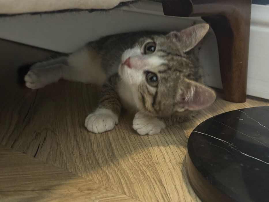 Умные Котята ищут дом