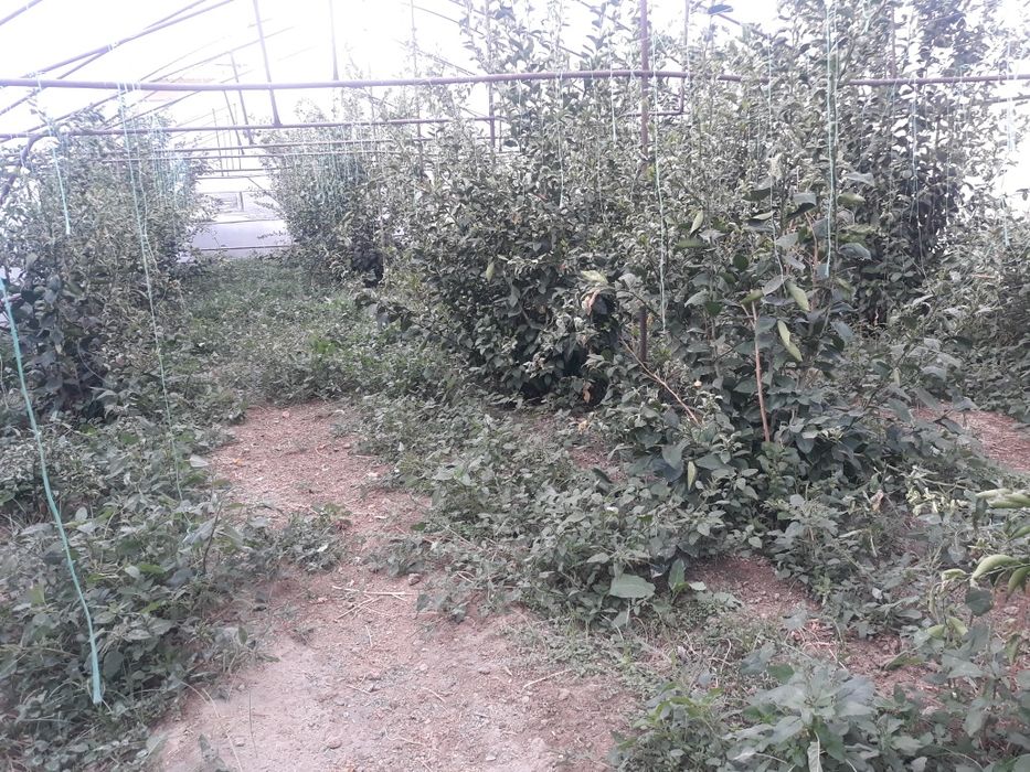 limon daraxti 4 yilik sotiladi 22ta