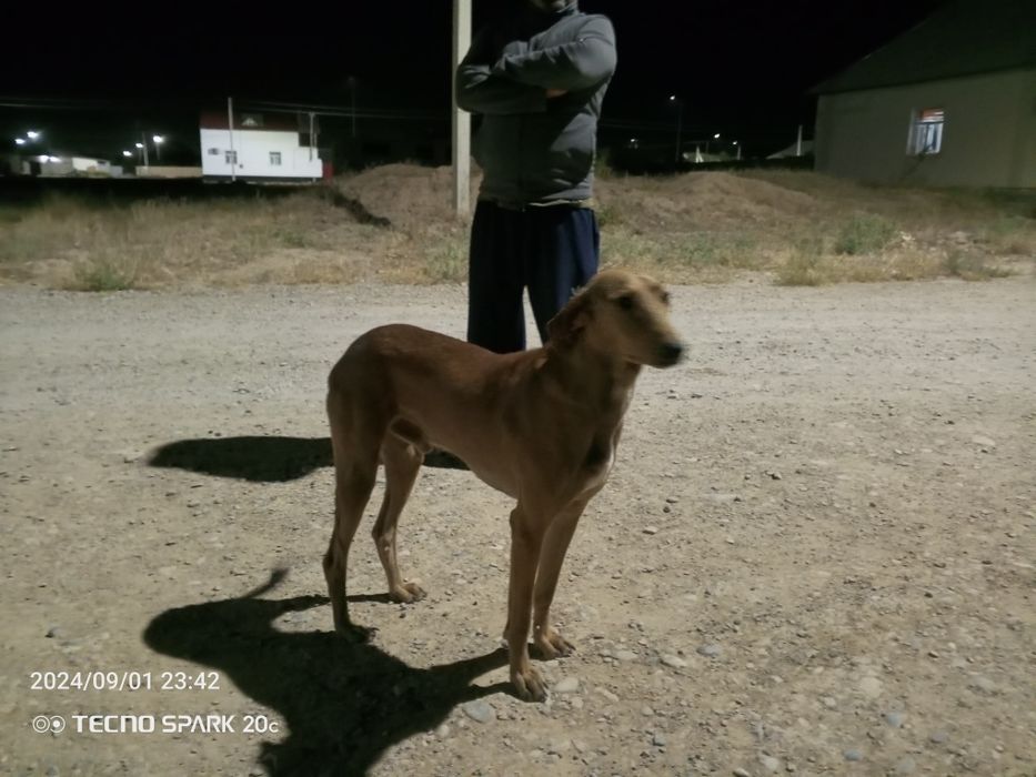 Дүрек Тазы сатылады