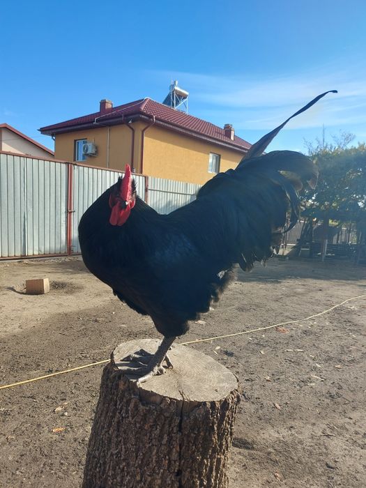 Gaini de țară de vanzare