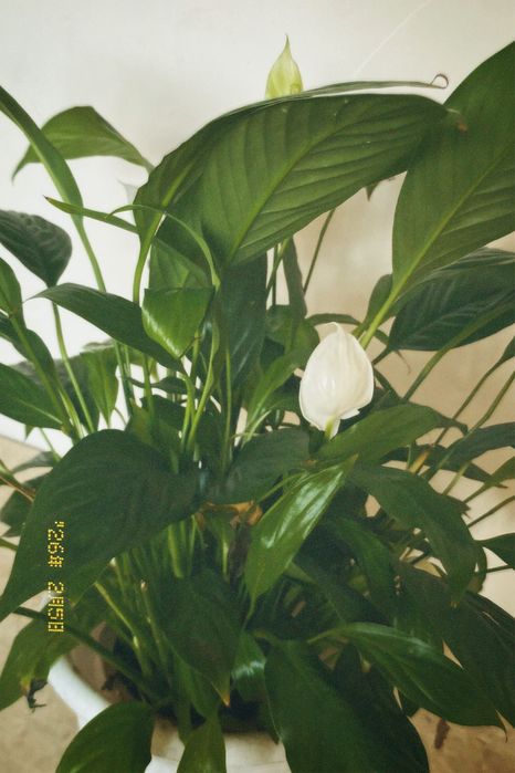 спатифиллум (женское счастье)