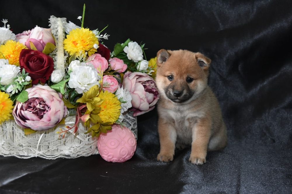 Щенки сиба ину девочки и мальчики