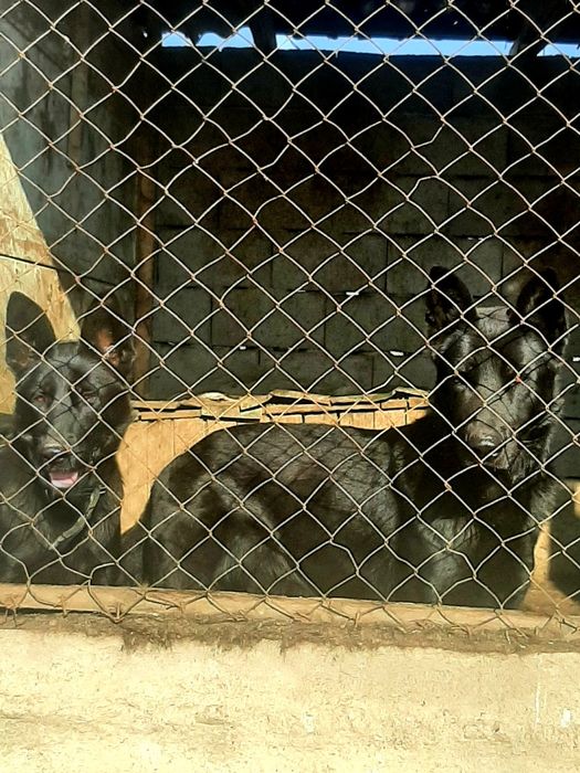 Питомник  немецких  овчарок РР.