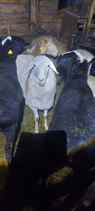 Бараны с откорма продам