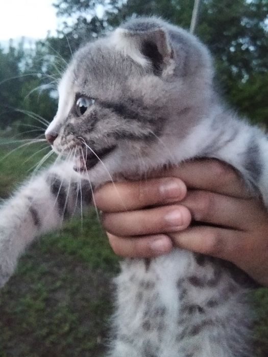 Продоется кошка мальчик, очень хорошая