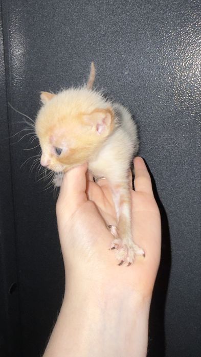 Котята канадского сфинкса