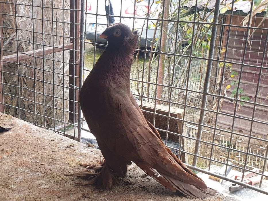 Jucatori de Botoșani