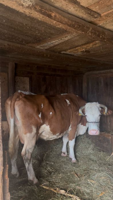 Taur de vânzare  ! 400 kg