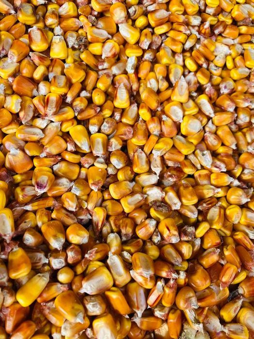 Vand porumb curat si uscat