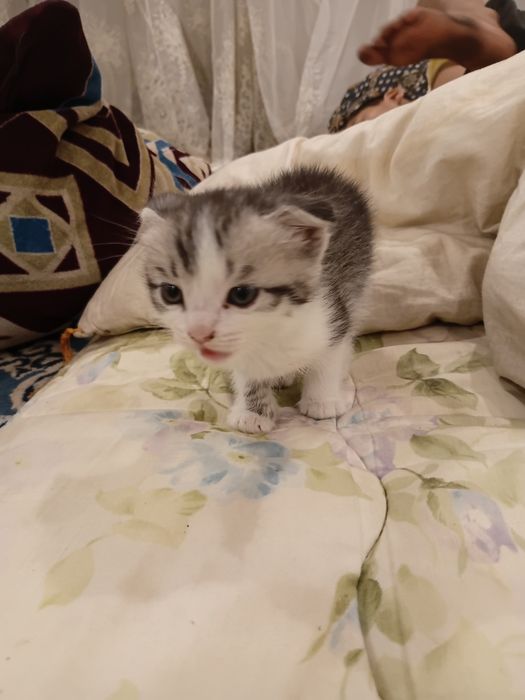 Шатланскей кошка