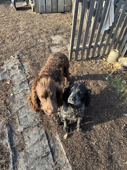 Продам руского спаниэля