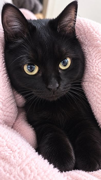 Кошка стерилизованная и вакцинированная