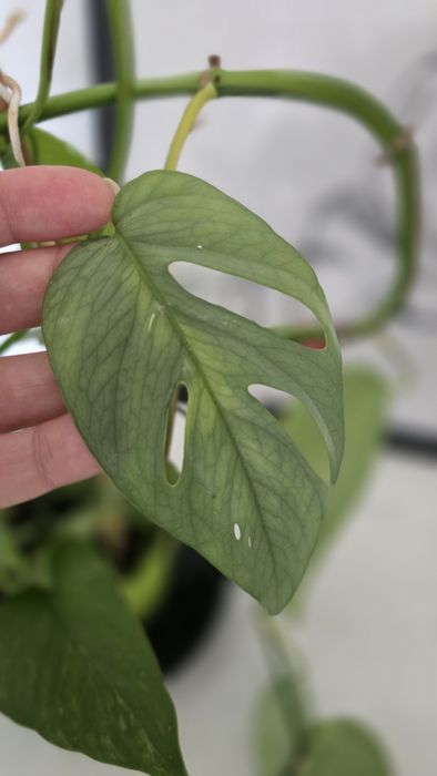 Комнатные цветы,  эпипренум