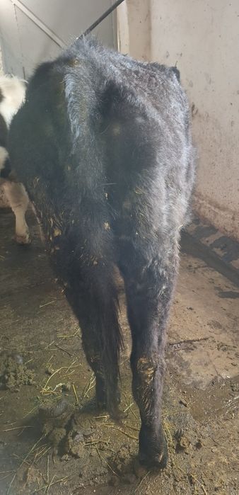 Продам молодую телку