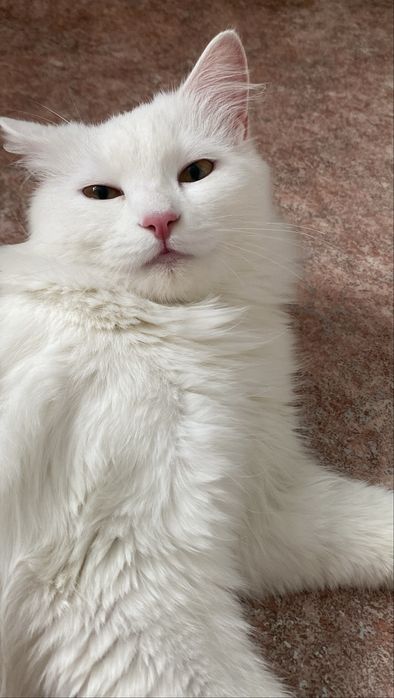 Кошечка в поисках дома