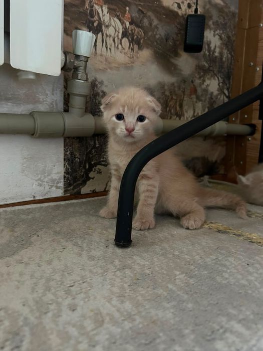 котята вислоухие