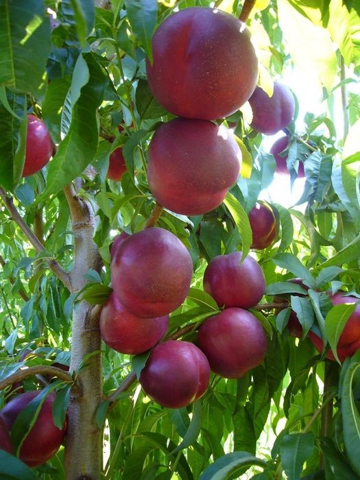 Pomi Fructiferi Columnari (Nectarin )