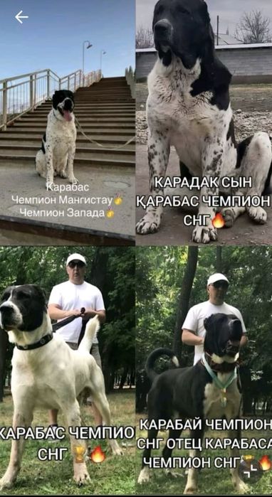 Сао алабай щенок супер тяж