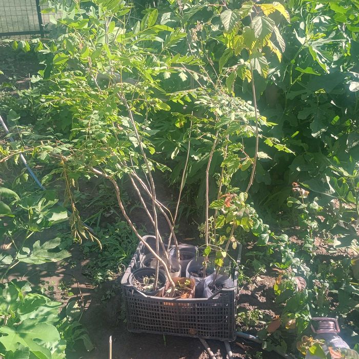 koelreuteria paniculata 1m