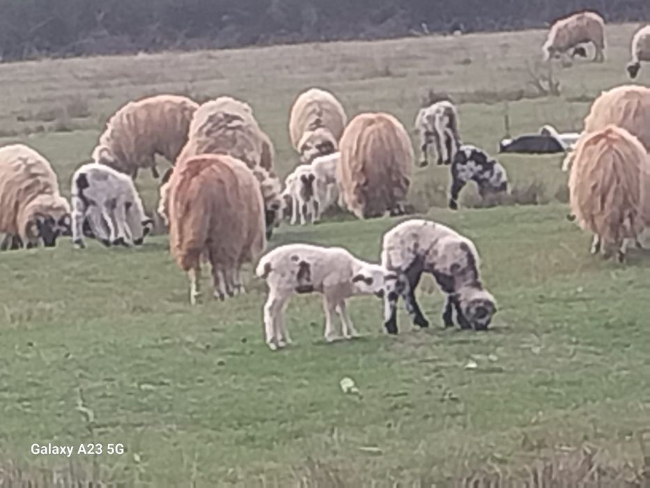 Oi cu miei de vanzare