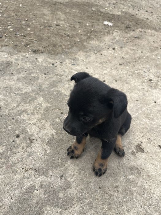 Catei de talie mica adoptie. donez catel de curte. Dau spre adoptie câine